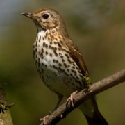 Tordo Bottaccio - Turdus Philomelos